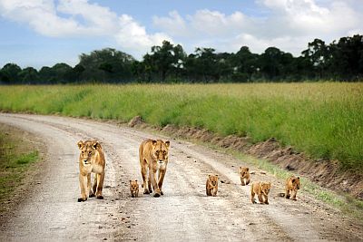 Lions dans le Masai Mara