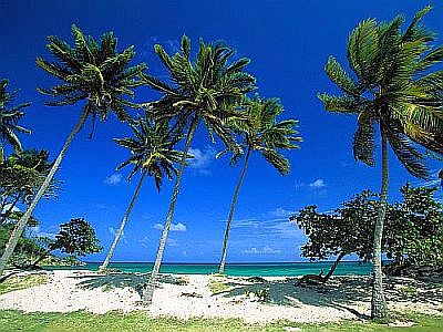 Palmiers et mer en République Dominicaine