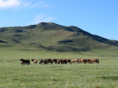 Steppe en Mongolie