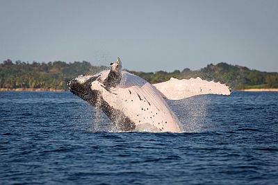 Baleine à bosse près de l'Ile Sainte-Marie