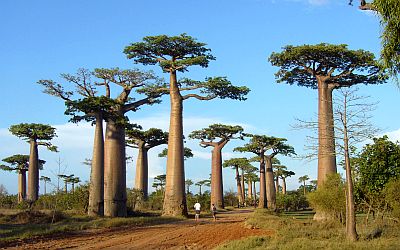 Avenue des Baobabs