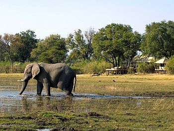 Eléphants au Botswana