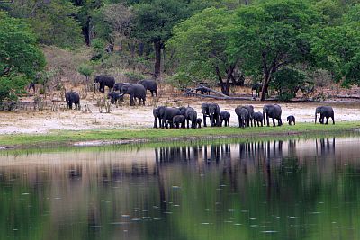 éléphants dans la bande de Caprivi