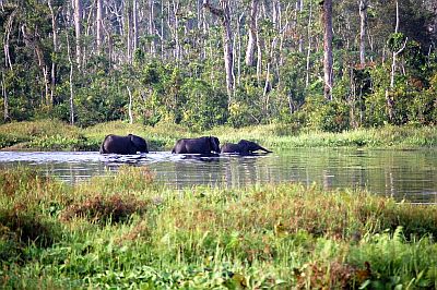 Éléphants au Congo