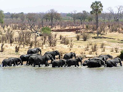 Kruger Park, éléphants