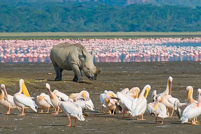Rhino et flamants roses dans le lac Nakuru