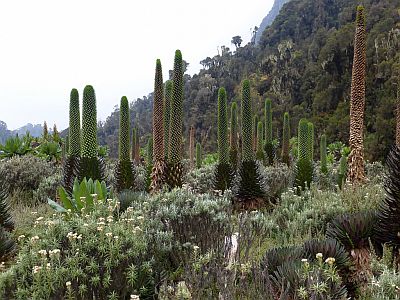 Lobelia géant, montagnes du Ruwenzori