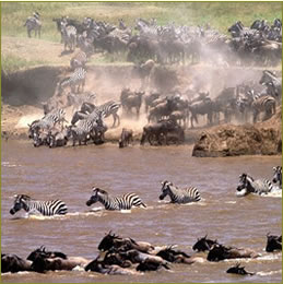 Migration des gnous dans le Masai Mara