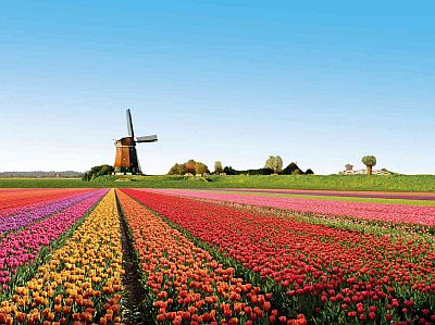 Moulin et tulipes en Hollande
