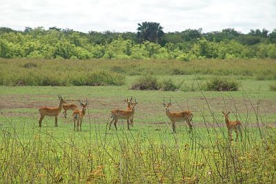 Parc national du Niokolo-Koba