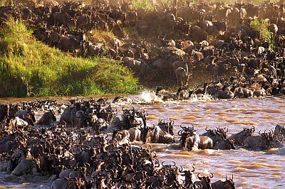 Serengeti, les gnous traversant une rivière