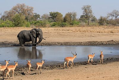 Elephant et antilopes dans le Serengeti