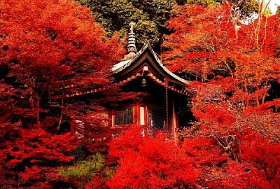 Érables en automne près d'un temple