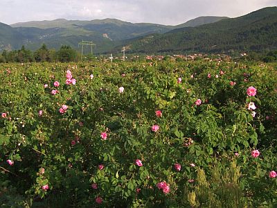 Vallée des Roses