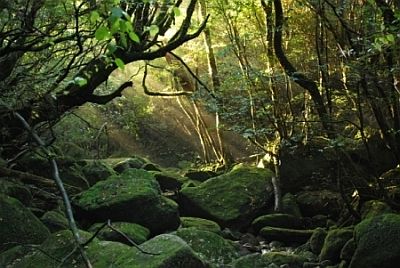 Forêt du mont Miyanoura