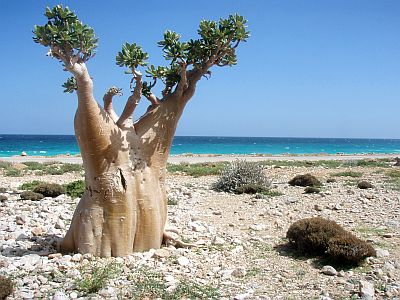 île de Socotra