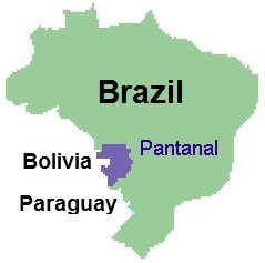 Pantanal, où il est