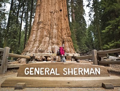 Sequoia General Sherman