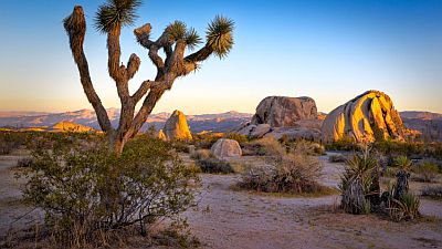 Parc national de Joshua Tree