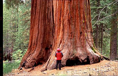 Sequoia dans le parc de Yosemite