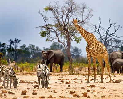 Photos avec des animaux au Zimbabwe