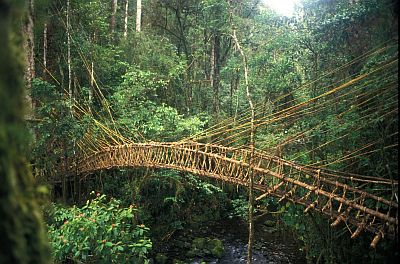 Papouasie Nouvelle Guinée, forêt avec un pont