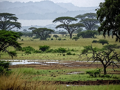 Image illustrative d'un paysage de savane pendant la saison des pluies