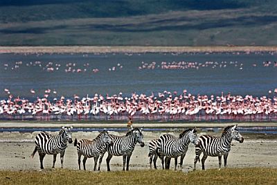 Zèbres et flamants roses dans la zone de Ngorongoro